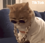 giphy-2.gif