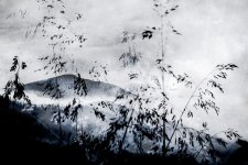 45-Louise-Sayers-When-Grasses-Dance-1024x683.jpg