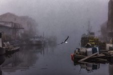 41-Barbara-Beeman-Portland-Fog-Bird-1024x683.jpg