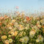 willat_dahliafield2_33930_550_1080x.jpg