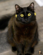1771267819550.png