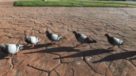 1778588236276.gif