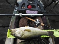 7-29-17_Holt_Bass.1.jpg 7-29-17_Holt_Bass.1.jpg