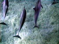 5x7dolphins3691.jpg