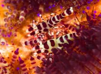 Coleman Shrimp on Fire Urchin Lembeh, Indonesia.jpg Coleman Shrimp on Fire Urchin Lembeh, Indonesia.jpg