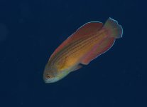 Red Sea Eight Lined Flasher Display2..Marsa Alam...JPG Red Sea Eight Lined Flasher Display2..Marsa Alam...JPG